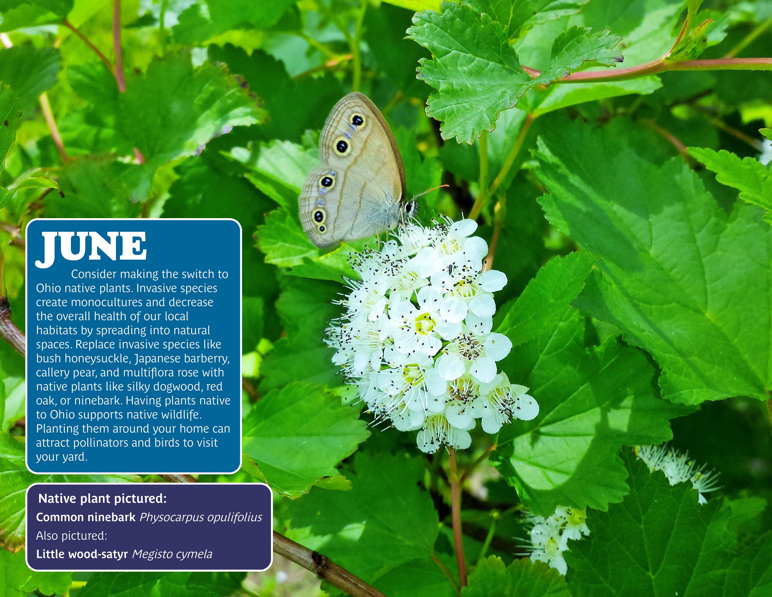 June 2026 Monthly Conservation Tip_Native Plants
