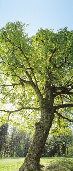 canva-tree-MAC763XuZ1s